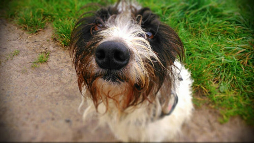 Hund und Hündchen finden hier viel zu selten statt. Hat neulich jemand beklagt. Alla dann. Hier sindse mal wieder.