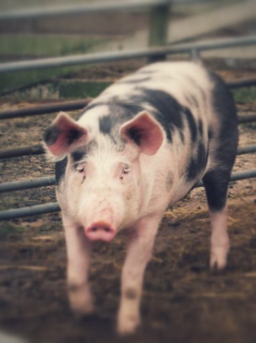 IMG_0430 Siet nur aus wie im Gatter. Ist aber am Eingang zur Riesenschweineweide.