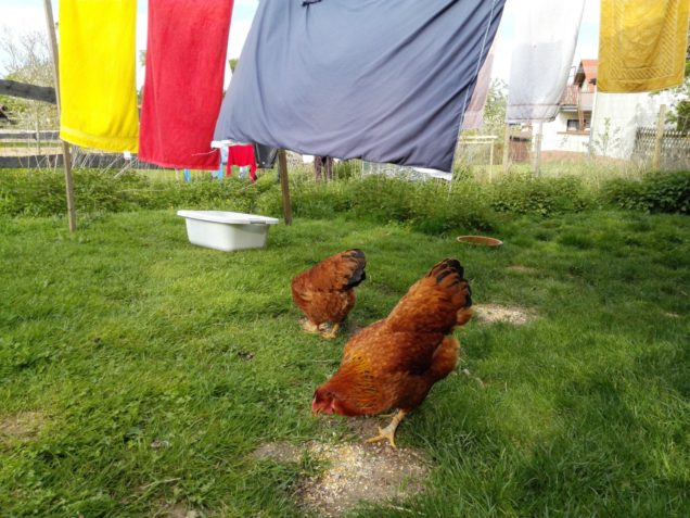 Leben geht weiter auf der Hühnerwiese. 