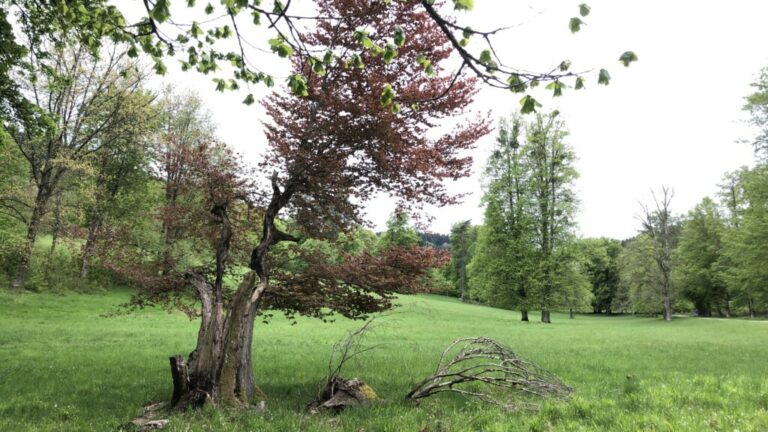 Baum Gespalten Was Tun