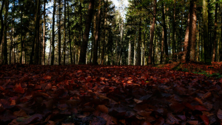 Sonntags im Odenwald.