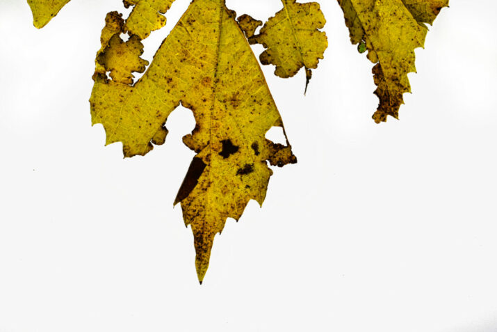 Herbstglotzer