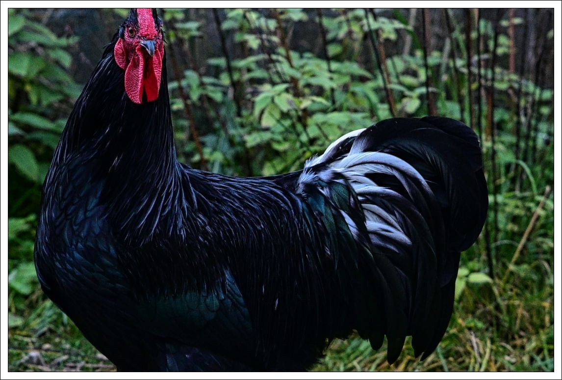 Der Hahn ist tot, der Hahn ist tot.