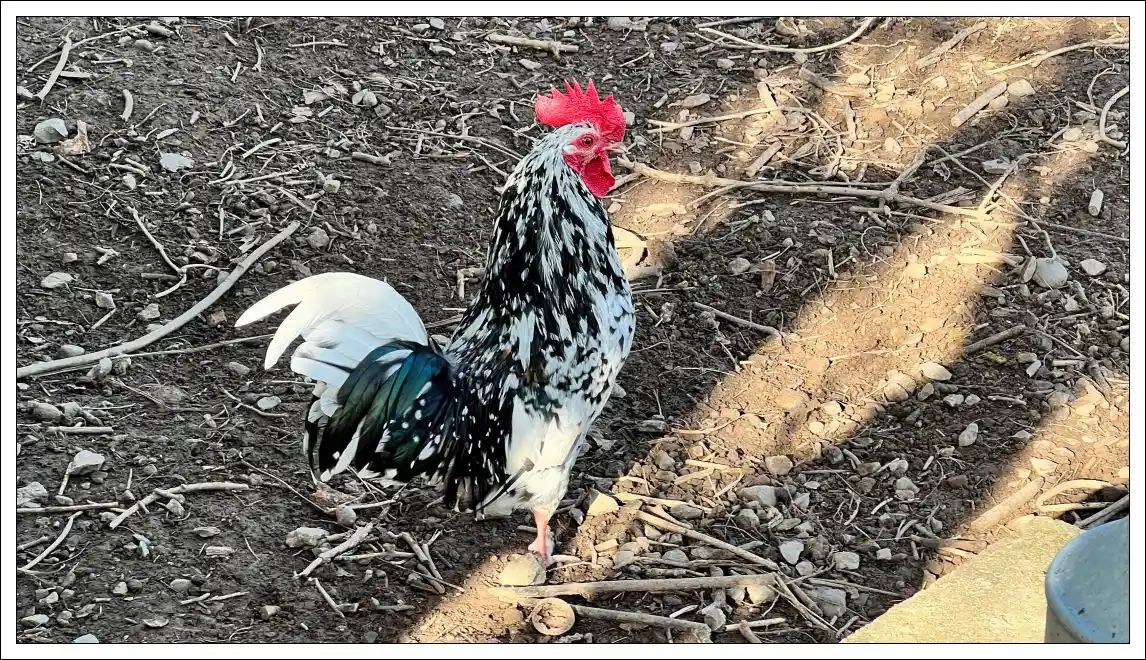 Rudi und die Landtagswahl