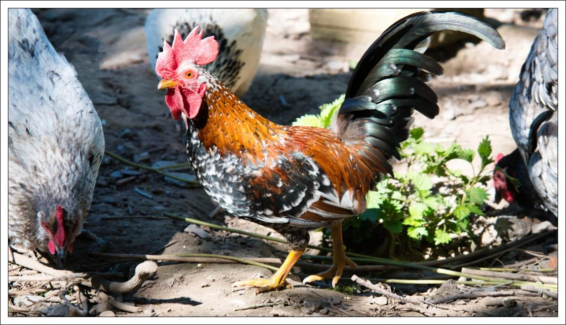 HÄHNCHEN